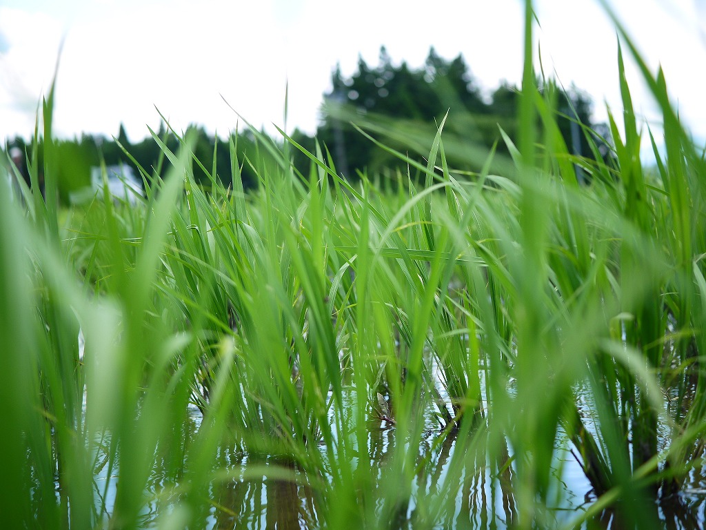 無農薬 有機肥料 さわのはな 米麹 生麹（5kg×2）